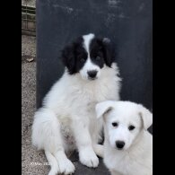 Mixed Breed - Both