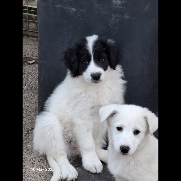 Mixed Breed - Both
