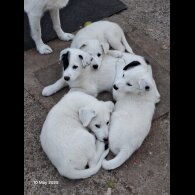 Mixed Breed - Both