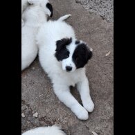 Mixed Breed - Both