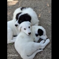 Mixed Breed - Both