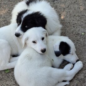Mixed Breed - Both
