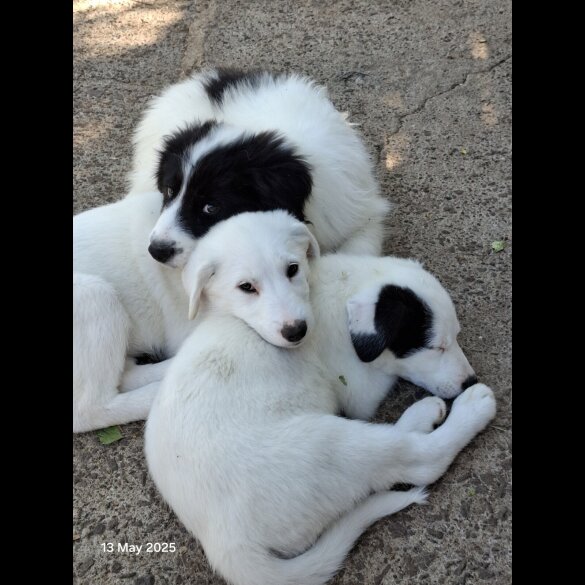 Mixed Breed - Both