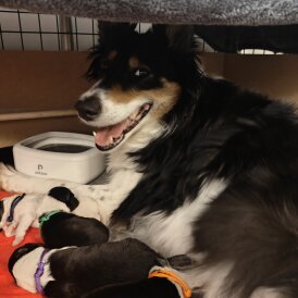 Rough Collie - Bitches