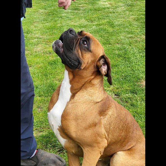 Boxer - Bitches