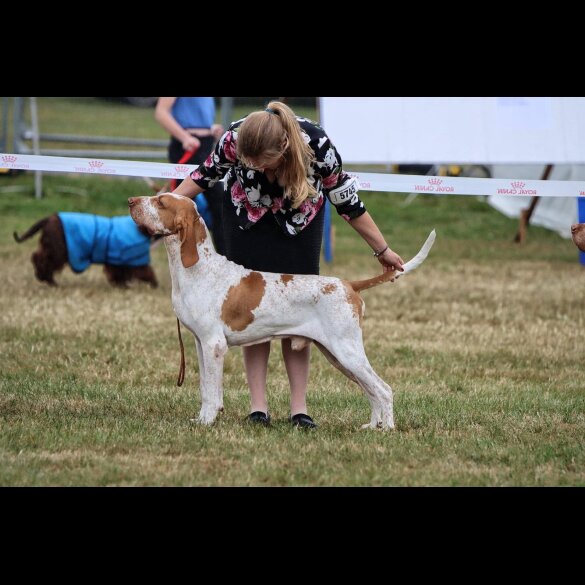 Bracco Italiano - Both