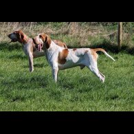 Bracco Italiano - Both