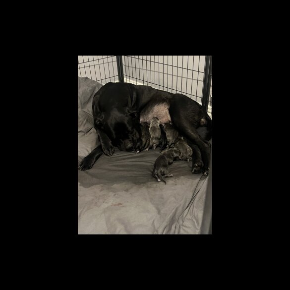 Cane Corso - Both