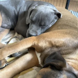 Cane Corso - Dogs