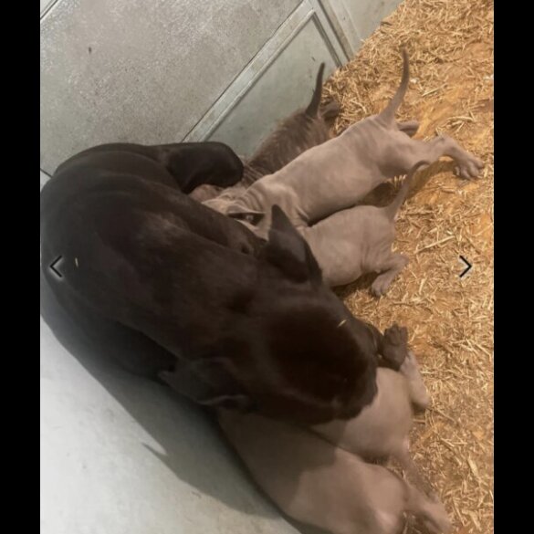 Cane Corso - Both