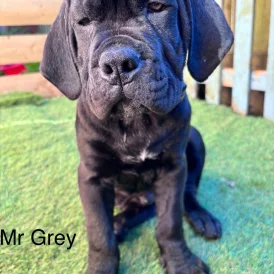 Cane Corso - Both