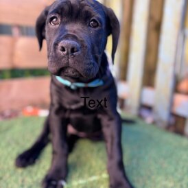 Cane Corso - Both