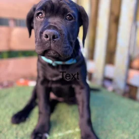 Cane Corso - Both