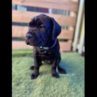 Cane Corso - Both