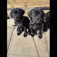 Cane Corso - Both