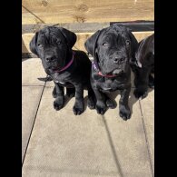 Cane Corso - Both