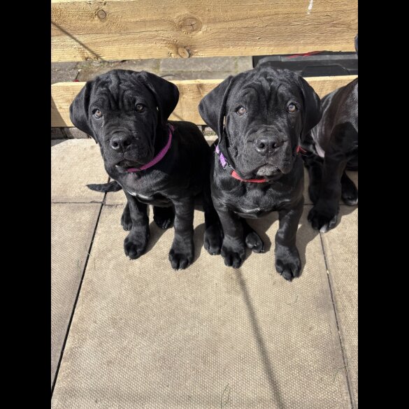 Cane Corso - Both