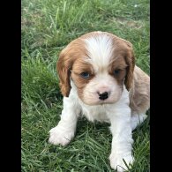 Cavalier King Charles Spaniel - Both