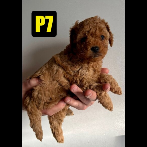 Cavapoo - Both