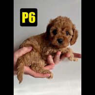 Cavapoo - Both