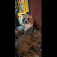 Cavapoo - Both