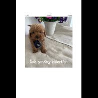 Cavapoo - Both