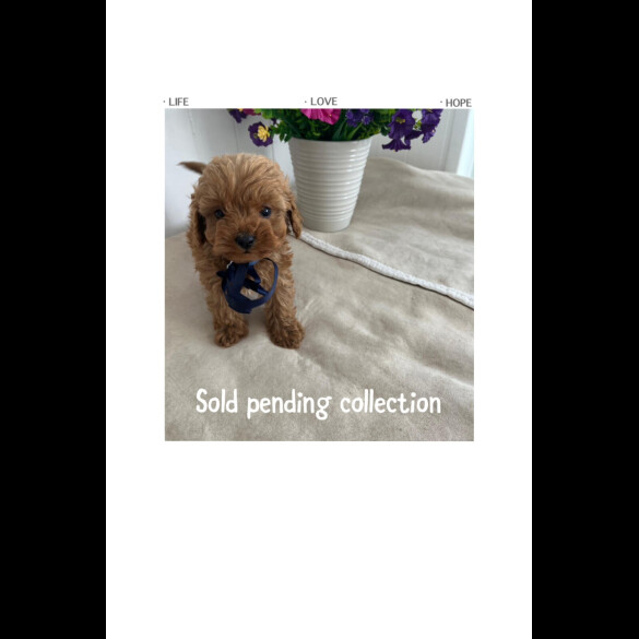 Cavapoo - Both