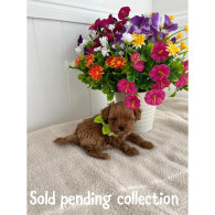 Cavapoo - Both