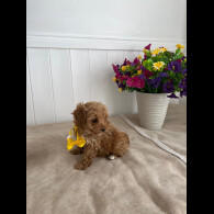 Cavapoo - Both