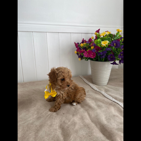 Cavapoo - Both