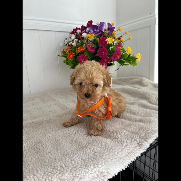 Cavapoo - Both