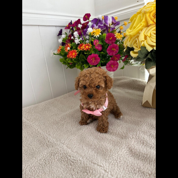 Cavapoo - Both