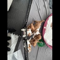 Cavapoo - Both