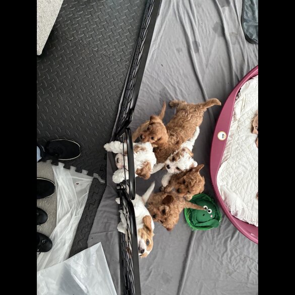 Cavapoo - Both