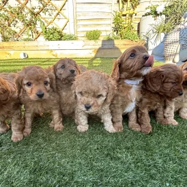 Cavapoo - Both