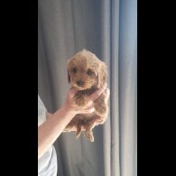 Cavapoo - Both