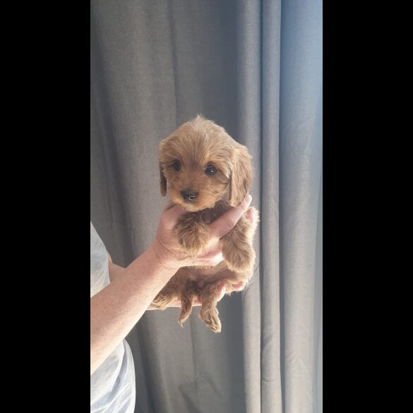 Cavapoo - Both