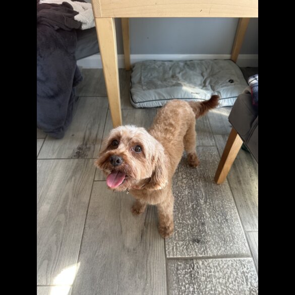 Cavapoo - Both