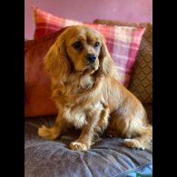 Cavapoo - Both