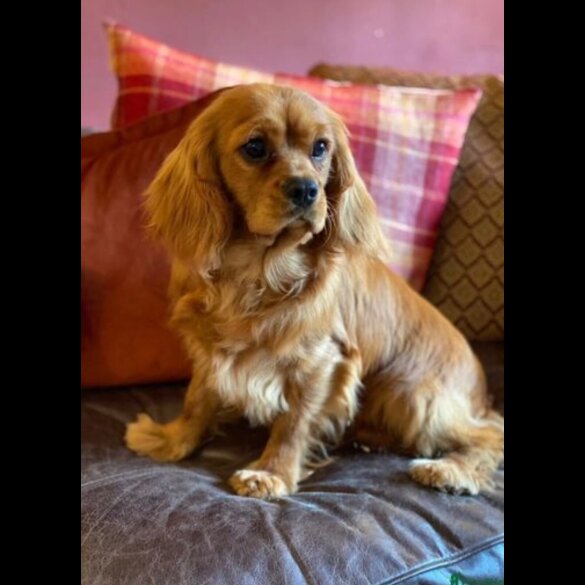 Cavapoo - Both