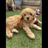 Cavapoo - Both