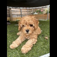 Cavapoo - Both
