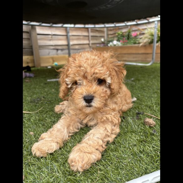 Cavapoo - Both