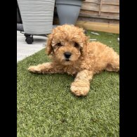 Cavapoo - Both
