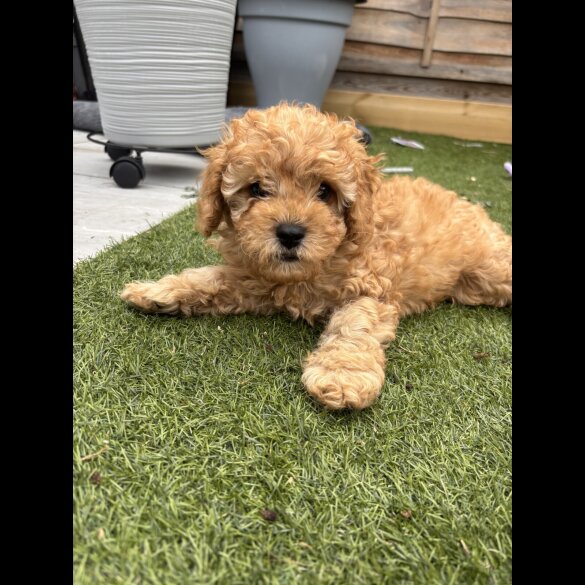 Cavapoo - Both
