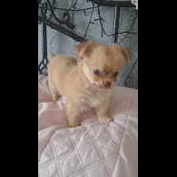 Chihuahua - Both