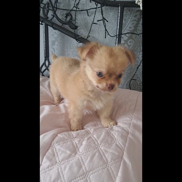 Chihuahua - Both