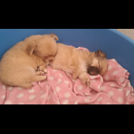 Chihuahua - Both