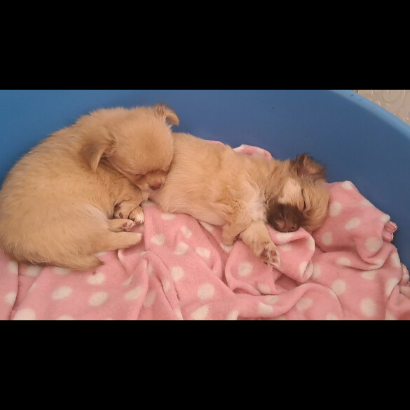 Chihuahua - Both