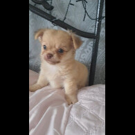 Chihuahua - Both